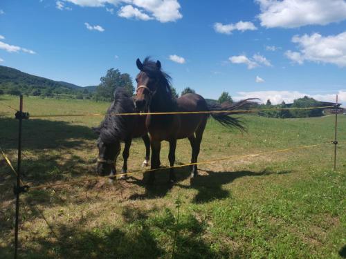 Apartments Tratincica