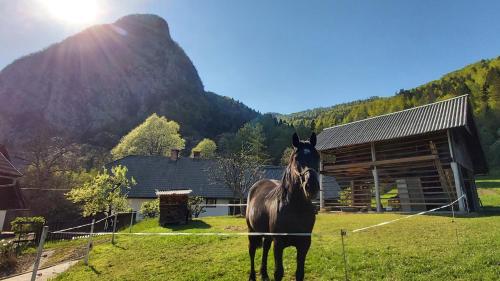 Apartmaji Pekovec Bohinj