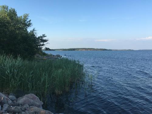 Gullvivan
