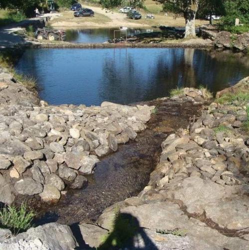 Ninho Da Avo Selvagem