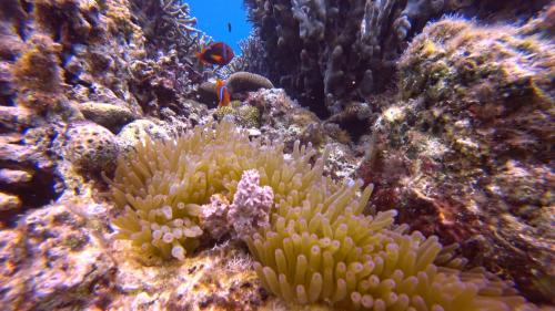 Moalboal T Breeze Coastal Resort