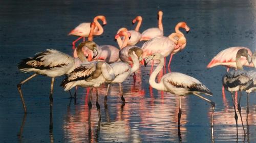 Petalmo City Apartments