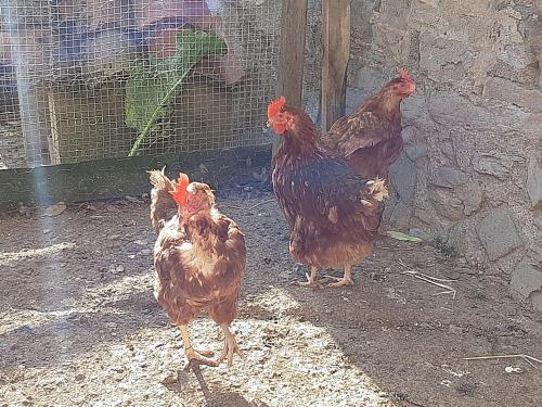 Casa Rural Mas Pujol