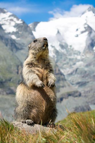 Panoramarestaurant Kaiser Franz Josefs Hohe