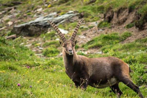 Panoramarestaurant Kaiser Franz Josefs Hohe