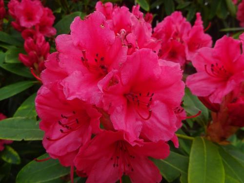 Culliss House Bed & Breakfast