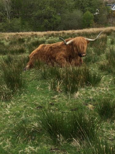 Ben Nevis Manor Bed and Breakfast