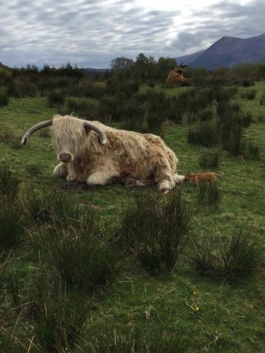 Ben Nevis Manor Bed and Breakfast
