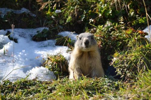 Gasthof Pension Hochjochstobli