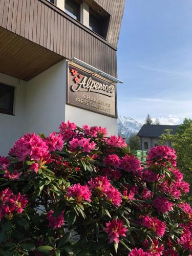 Alpenrose