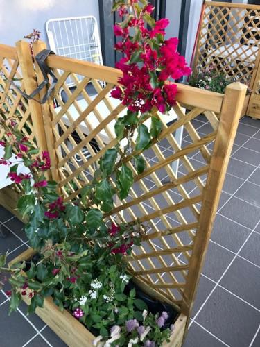 Water Lily Boutique Bed and Breakfast