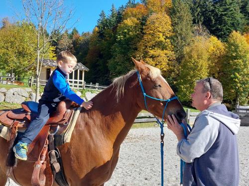 Bauernhof Haflingertränke