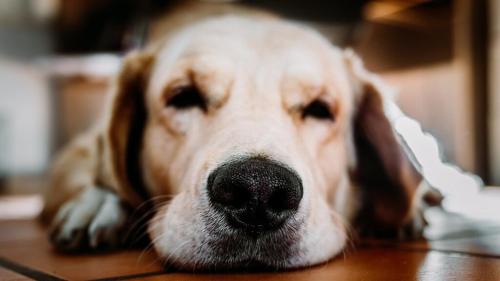 Restaurant and Hotel Bi'j de Watermölle