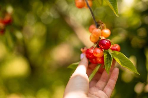 Quinta dos Padres Santos