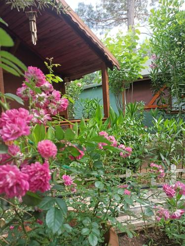 Canario Pension Bungalow