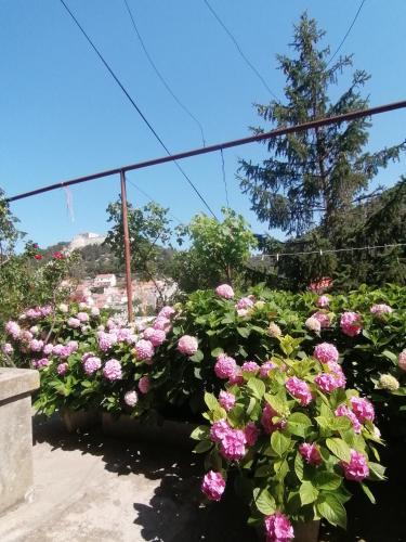 Guesthouse Bracanovic