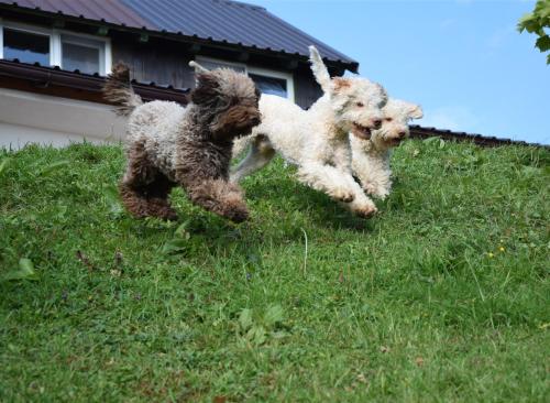 Lagotto's Peak