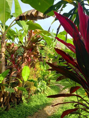 Banana Grove Backpackers Inn