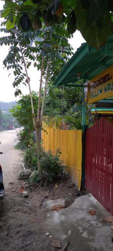 Yellow Hauz