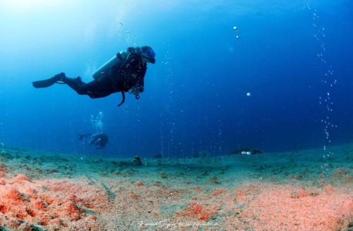 La Tortue Diving Resort Dauin