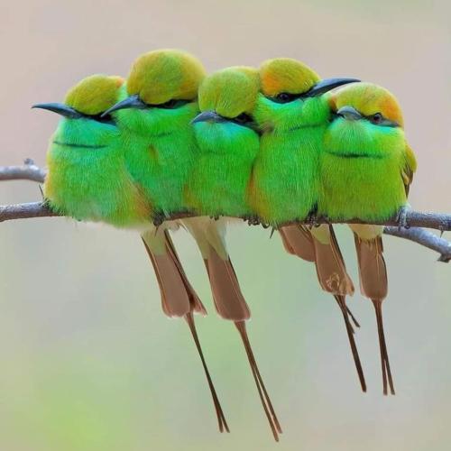 LandLust Guest House B&B Amsterdam Area