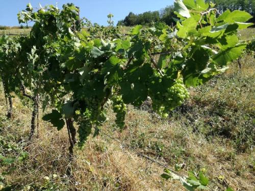 Oasi Di Mastarone Il Vino E Le Rose