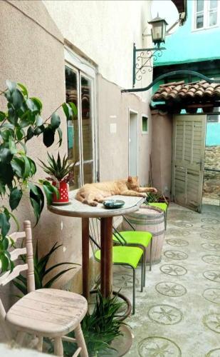 Rooster Hostel