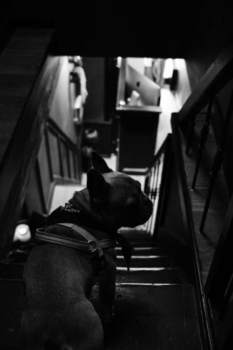 Hôtel Frenchie