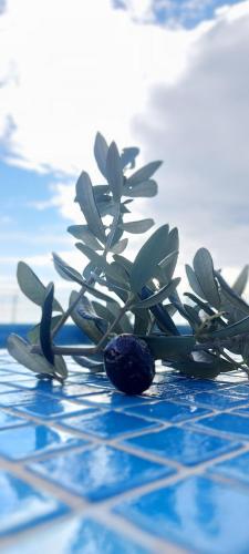 Apartments Skocidjevojka