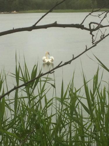 Tamminiemen Lomamökit