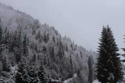 Căsuța de lângă pădure