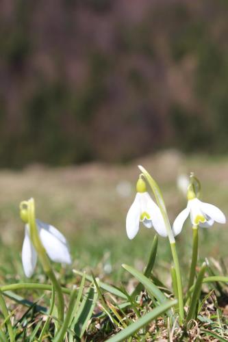 Căsuța de lângă pădure