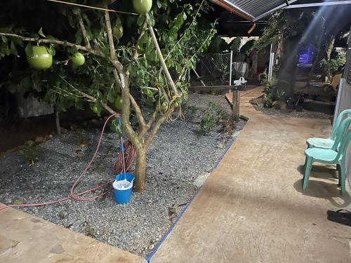 The Tamarind Tree