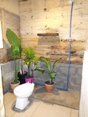 Sharkbunkbed siargao