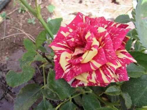 Quinta da Idalina - Casa de Campo