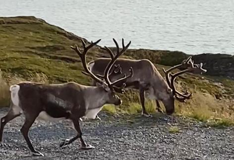 Repvåg Camping-Nordkapp AS