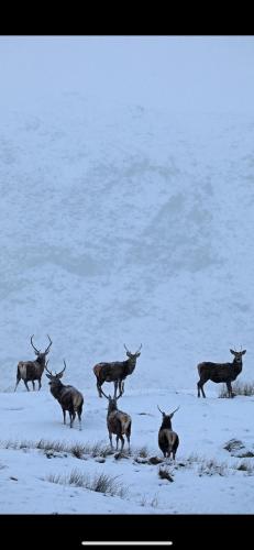 Ben Nevis Manor Lodge