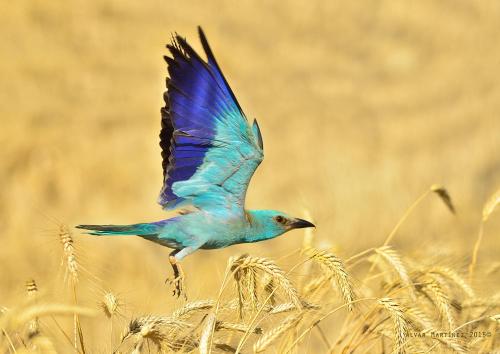 L'Esgolfa De Ca L'Ortis
