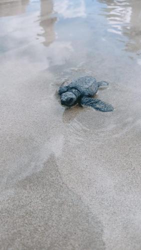 Balai Ko Beach & Cottages