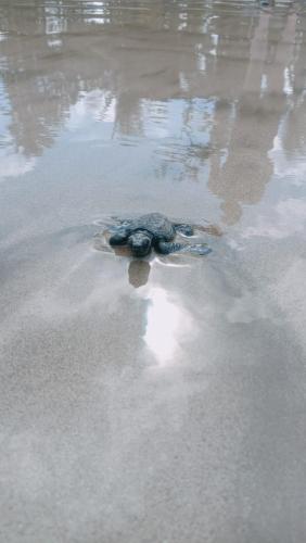 Balai Ko Beach & Cottages