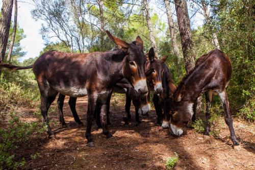 Possessió Binicomprat