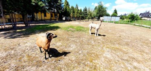 Eko Motel Na Wierzynka