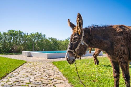Burro Ville