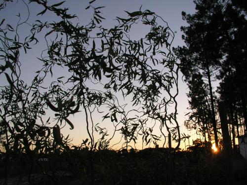 Montepico