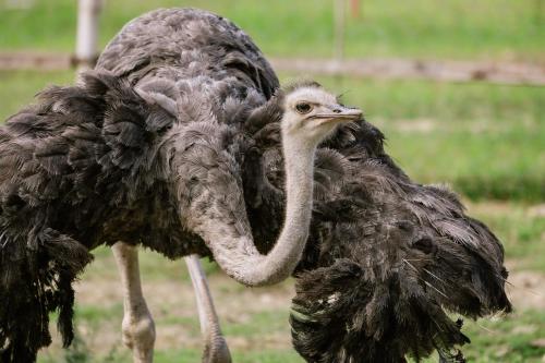 La Joya Farm Resort & Spa