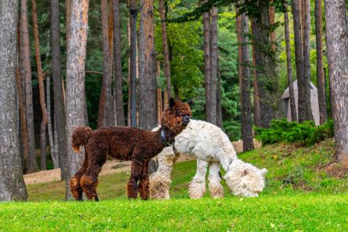 Bioli Medical Wellness Resort