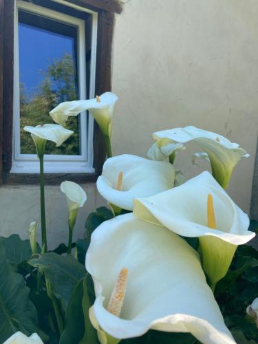 B&B Chambres D'hôtes Acoucoula