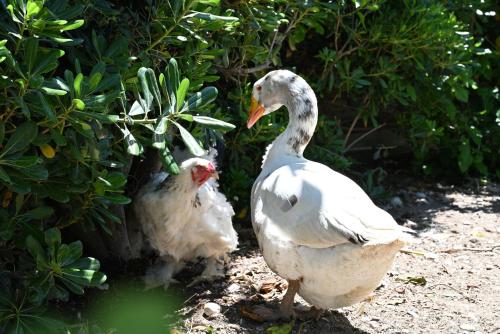 Ibiscus Cottage in Paradisi near the Beach
