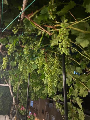 Taksim Neopera Suite