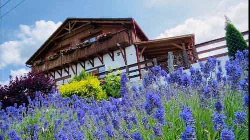 Gold Horse Vendégház